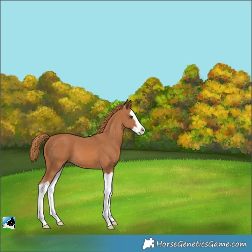 Horse Color:Chestnut Splash