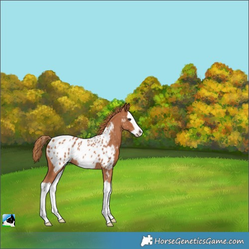 Horse Color:Chestnut Splash Frame Appaloosa 
