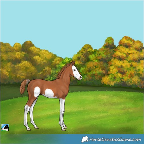 Horse Color:Chestnut Splash Frame 