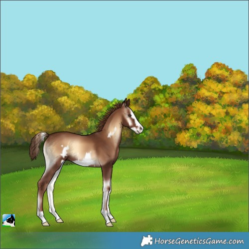 Horse Color:Red Onyx Frame