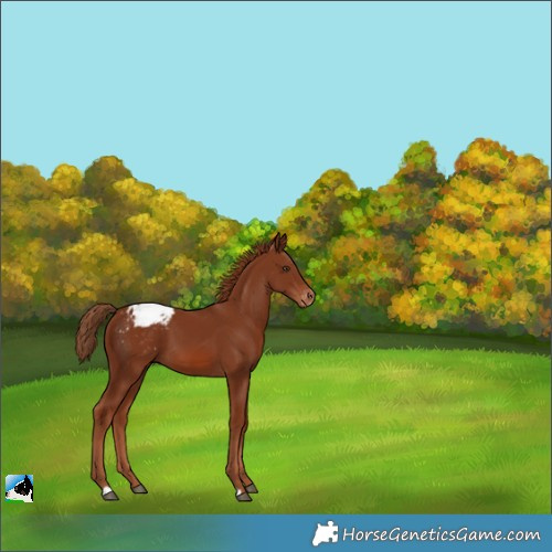 Horse Color:Chestnut Appaloosa 