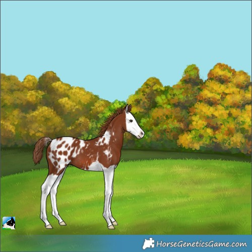 Horse Color:Chestnut Splash Appaloosa 