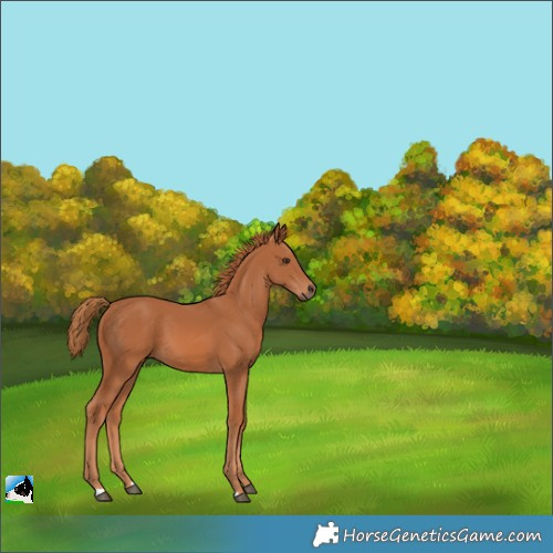 Horse Color:Chestnut 