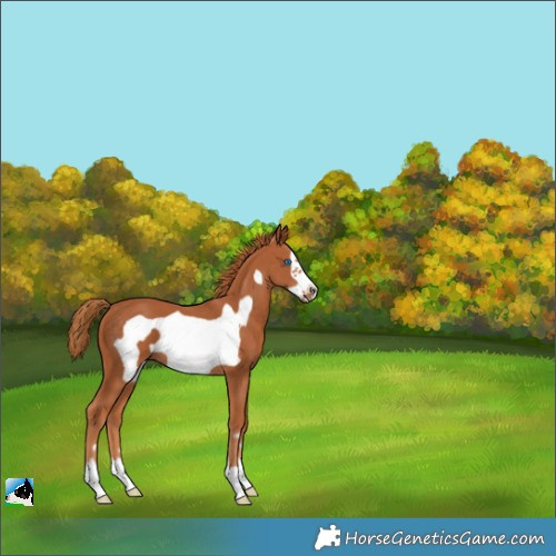 Horse Color:Chestnut Frame 