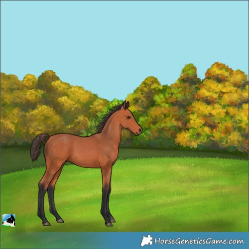 Horse Color:Bay 
