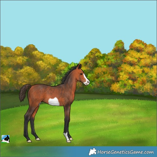 Horse Color:Bay Frame 