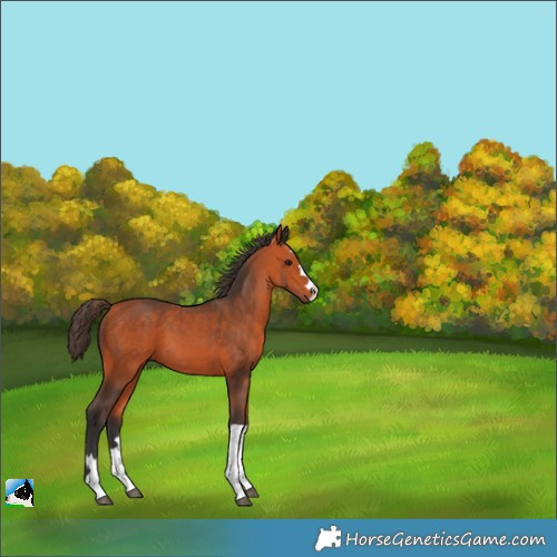 Horse Color:Bay 