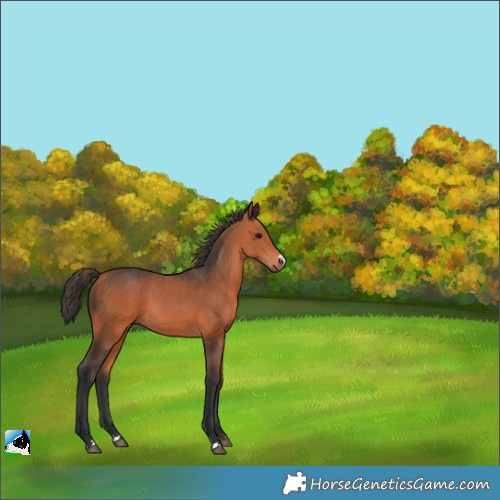 Horse Color:Bay 