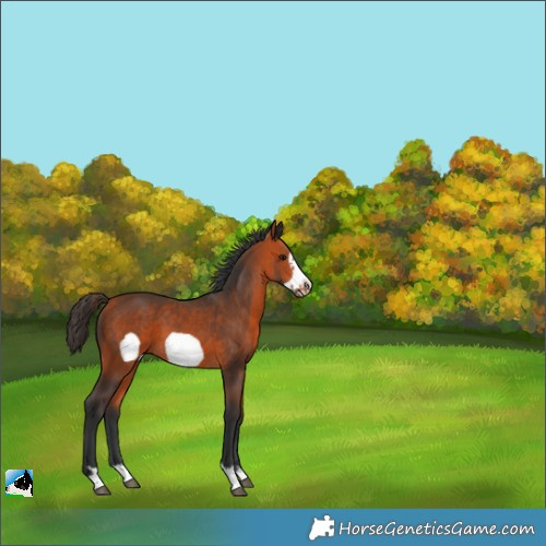 Horse Color:Bay Frame 