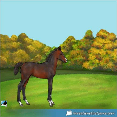 Horse Color:Bay 