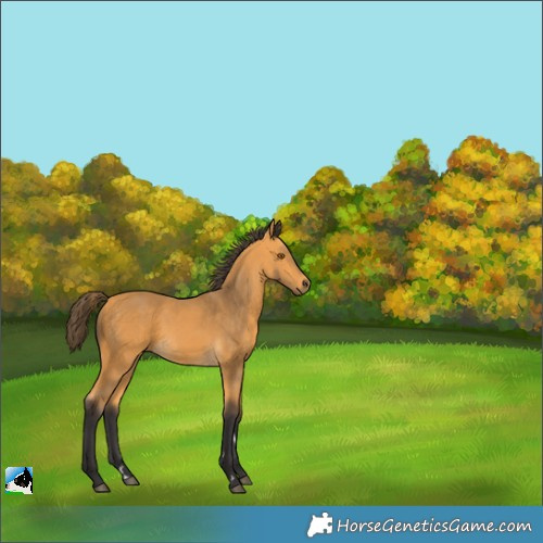 Horse Color:Buckskin 