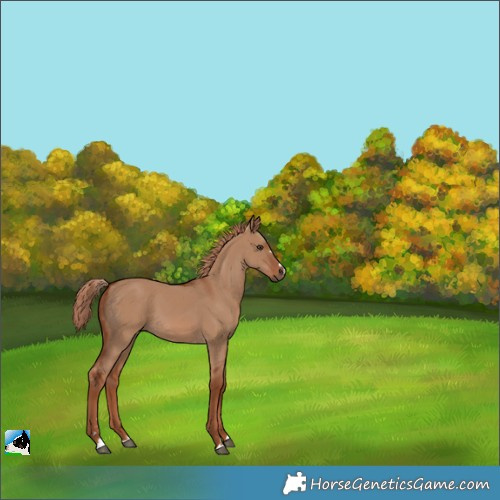 Horse Color:Red Dun 