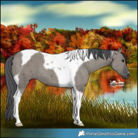 Horse Color:Grullo Merle Tobiano
