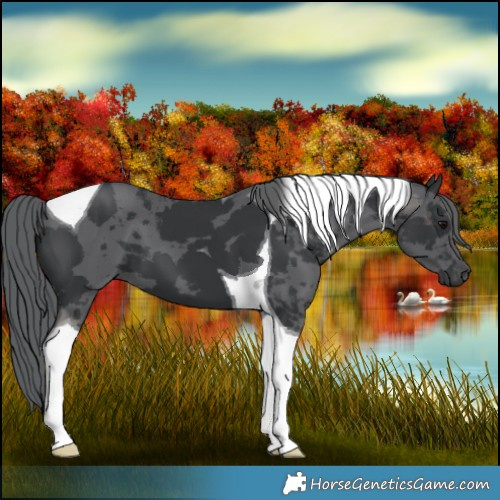 Horse Color:Black Merle Tobiano 