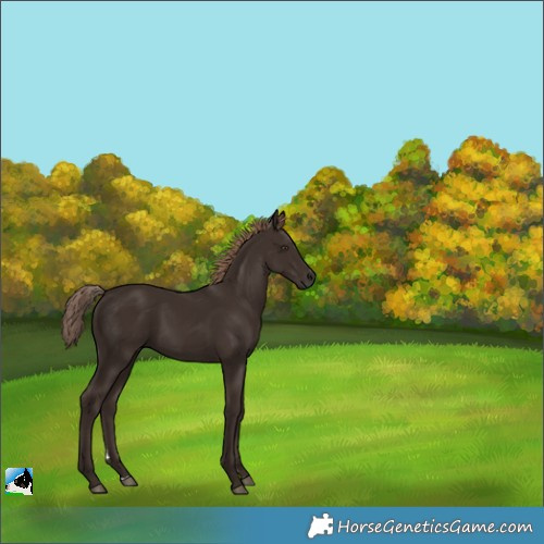 Horse Color:Liver Chestnut 