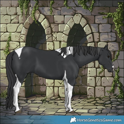 Horse Color:Black Tobiano 