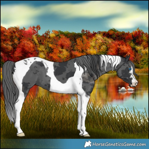 Horse Color:Black Merle Tobiano 