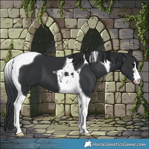 Horse Color:Black Tobiano 