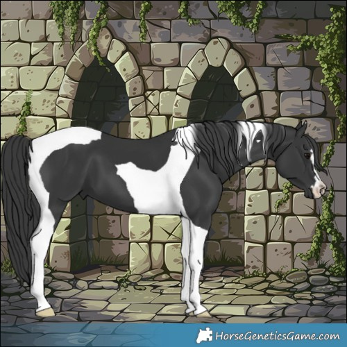 Horse Color:Black Tobiano 