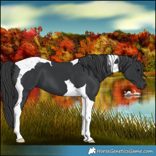 Horse Color:Black Tobiano 