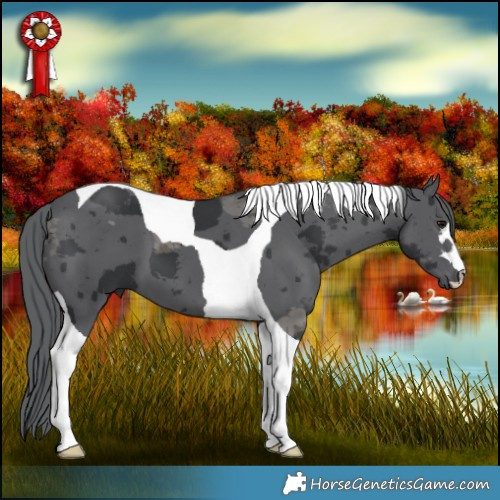 Horse Color:Black Merle Tobiano