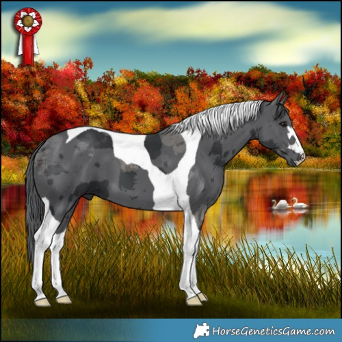 Horse Color:Black Merle Tobiano