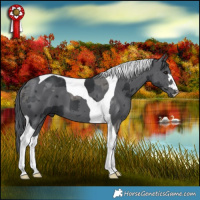 Horse Color:Black Merle Tobiano