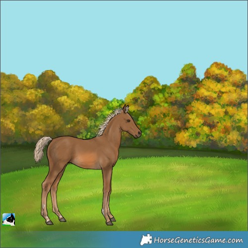 Horse Color:Chocolate Palomino 