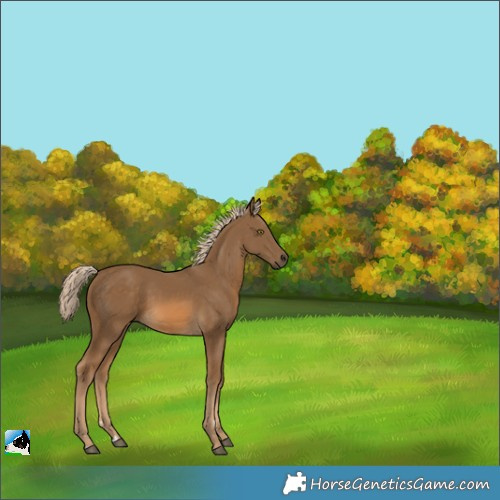 Horse Color:Chocolate Palomino 