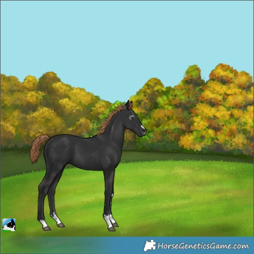 Horse Color:Gray Liver Chestnut 