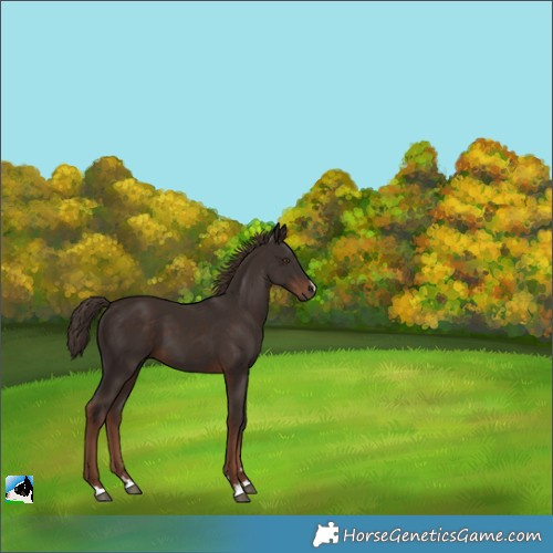 Horse Color:Liver Chestnut 