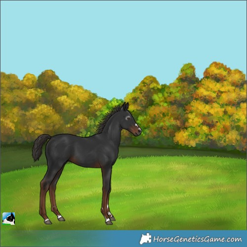 Horse Color:Gray Liver Chestnut 