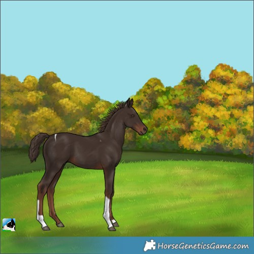 Horse Color:Liver Chestnut Tobiano 