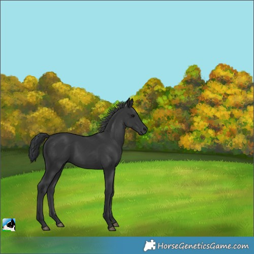 Horse Color:Black 