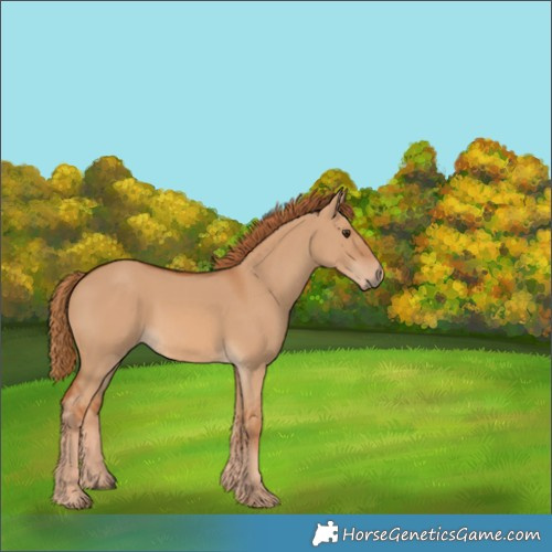 Horse Color:Red Dun