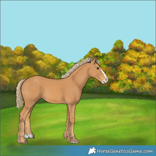 Horse Color:Chestnut Splash