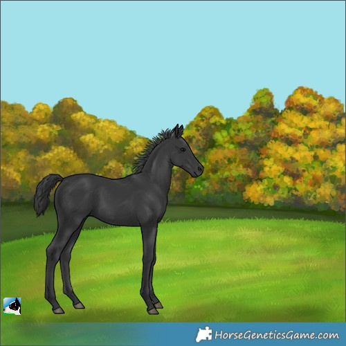 Horse Color:Black 