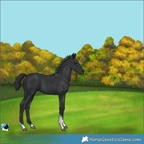 Horse Color:Black Tobiano 