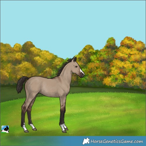 Horse Color:Liver Red Dun Rabicano 