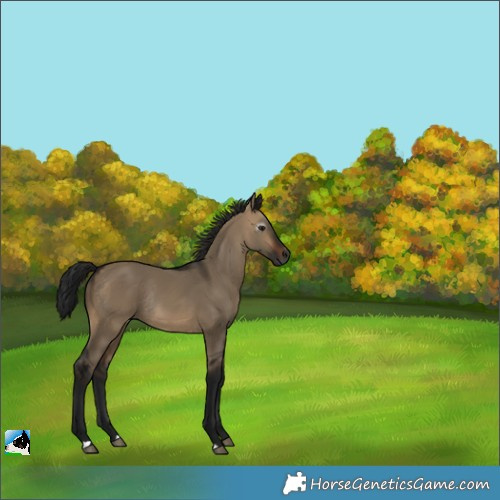 Horse Color:Gray Brown Dun Rabicano 