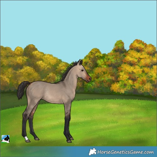 Horse Color:Brown Dun Rabicano 
