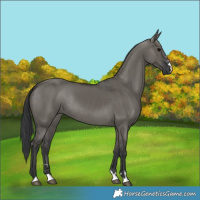 Horse Color:Grullo Rabicano 