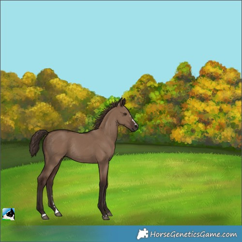 Horse Color:Liver Red Dun Rabicano 