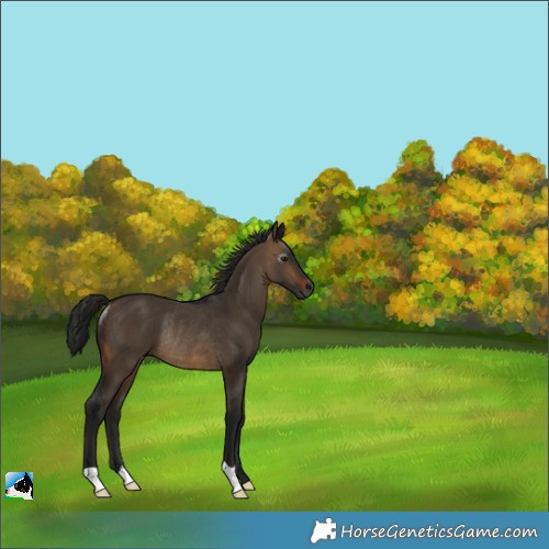 Horse Color:Gray Brown Dun Rabicano 