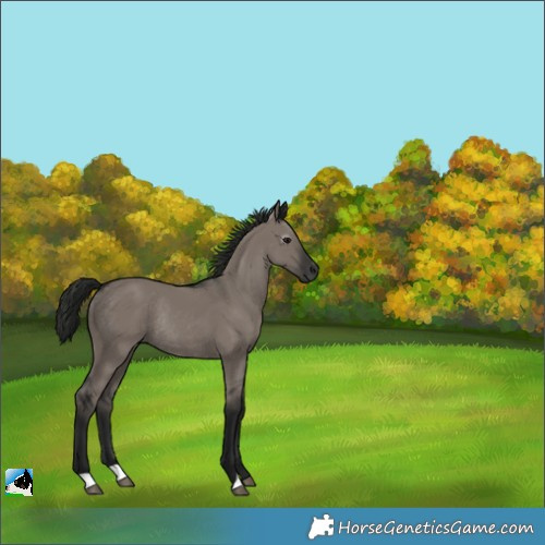 Horse Color:Gray Grullo Rabicano 