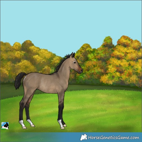 Horse Color:Gray Bay Dun Rabicano 