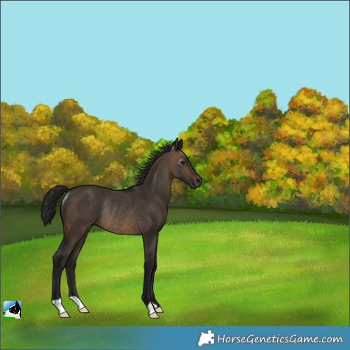 Horse Color:Gray Brown Dun Rabicano