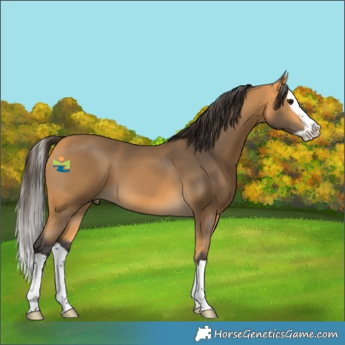 Horse Color:Buckskin Splash 