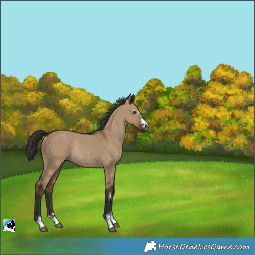 Horse Color:Gray Liver Red Dun Rabicano 