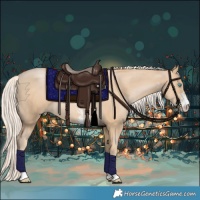 Horse Color:Palomino Pearl Sabino 